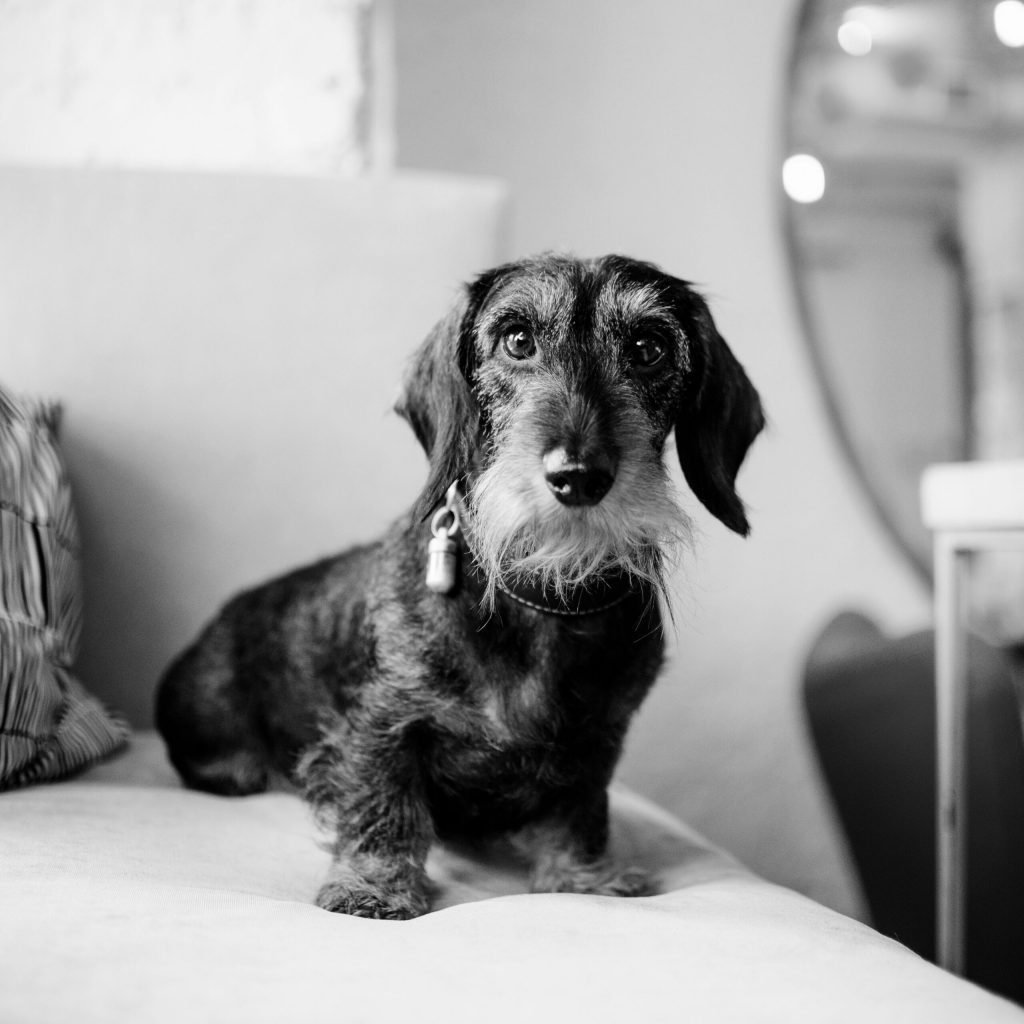 Rudi